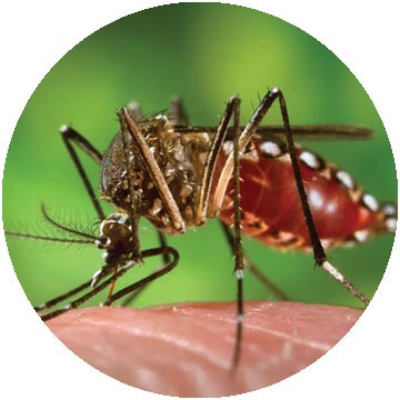 Aedes agypti mosquito