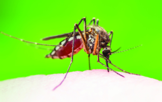 Aedes aegypti mosquito